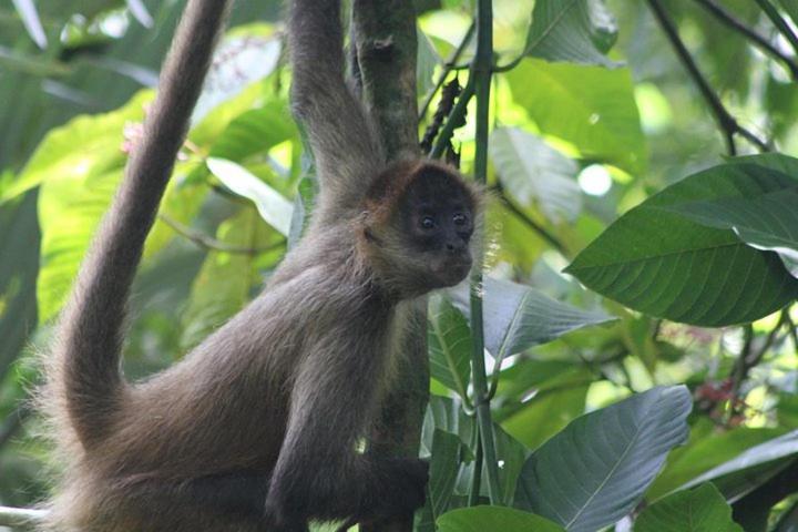 The Secret Eco Lodge Tortuguero Zewnętrze zdjęcie