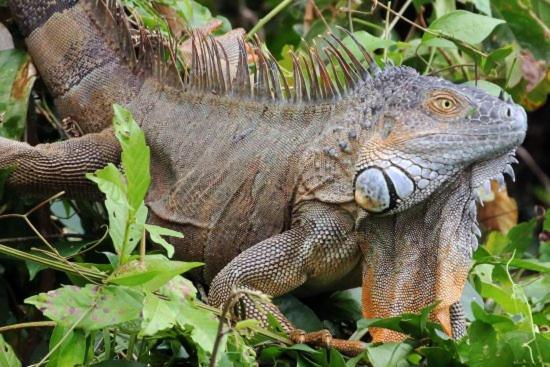 The Secret Eco Lodge Tortuguero Zewnętrze zdjęcie
