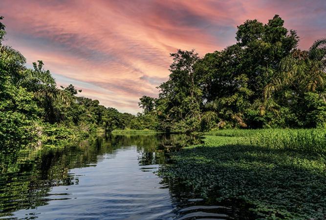 The Secret Eco Lodge Tortuguero Zewnętrze zdjęcie