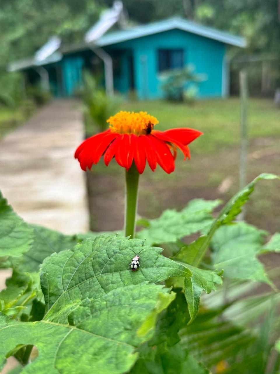 The Secret Eco Lodge Tortuguero Zewnętrze zdjęcie